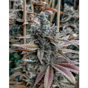 Solfire Gardens Lemon Elixir Fem 6St.