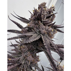 Solfire Gardens Trap God Fem 6St.