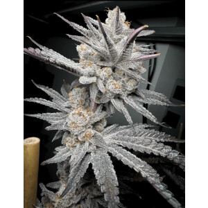Solfire Gardens Trich Beast Fem 6St.