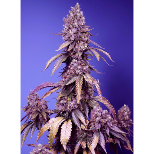 Sweet Seeds Black Muffin F1 Fast Fem 3St.