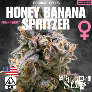 Criminal Seeds Honey Banana x Sprizter x Cali Fem 3St.