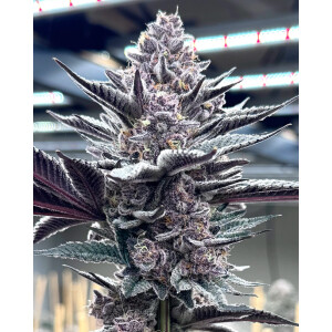 Solfire Gardens Pink Milk Fem 3St.