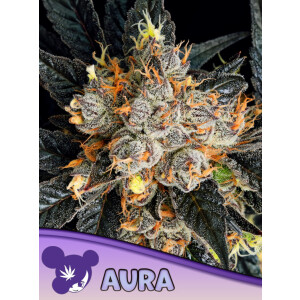 Aura - Anesia feminisiert 3er Pack