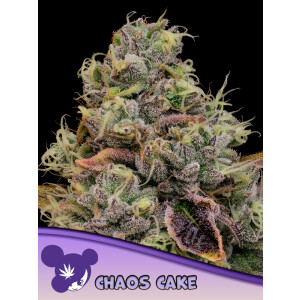 Chaos Cake - Anesia feminisiert 3er Pack