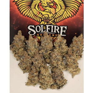 Solfire Gardens FX3 Fem 6St.