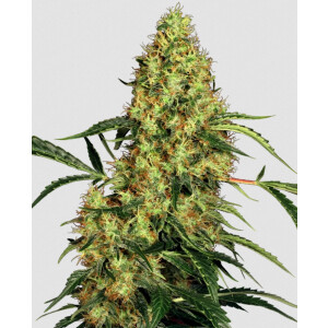 Mexican Sativa - Sensi Seeds feminisiert 3er Pack