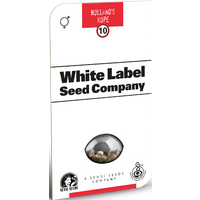 Holland's Hope Reguläre Hanfsamen von White Label, 10 Samen