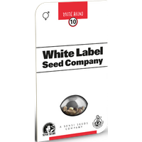 White Rhino Reguläre Hanfsamen von White Label, 10 Samen