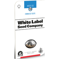 White Ice Feminisierte Hanfsamen von White Label, 3 Samen