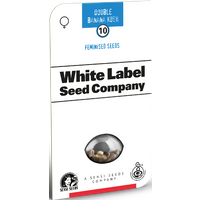 Double Banana Kush Feminisierte Hanfsamen von White Label, 3 Samen