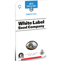 White Gorilla Haze Feminisierte Hanfsamen von White Label, 3 Samen