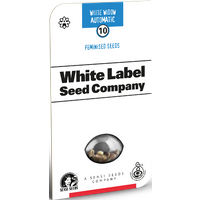 White Widow Automatic Hanfsamen von White Label, 1 Samen