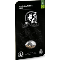 Critical Runtz Feminisierte Hanfsamen, 3 Samen