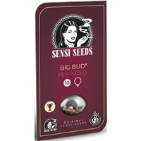 Big Bud Feminisierte Hanfsamen, 1 Samen