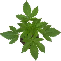 Big Bud Feminisierte Cannabispflanzen, 1 Samenpflanze