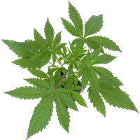 Jack Herer® Feminisierte Cannabispflanzen, 1 Samenpflanze