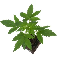 Mandarine Jam Feminisierte Cannabispflanzen, 1 Samenpflanze