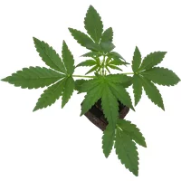 Sticky Orange XXL Automatic Cannabispflanzen, 1 Samenpflanze