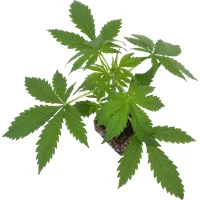 Cherry Bacio Feminisierte Cannabispflanzen, 1 Samenpflanze