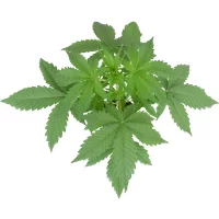 Purple Skunk Automatic Cannabispflanzen, 1 Samenpflanze