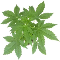 Blueberry Candiez Automatic Cannabispflanzen, 1 Samenpflanze