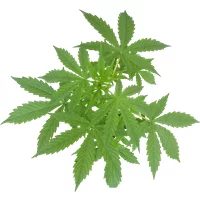 Super Skunk Automatic Cannabispflanzen von White Label, 1 Samenpflanze