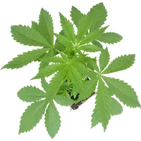 Banana Kush Cake Automatic Cannabispflanzen, 1 Samenpflanze