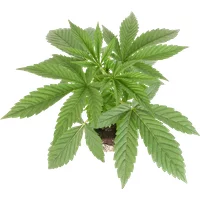 Sticky Berry Mints XXL Feminisierte Cannabispflanzen, 1 Samenpflanze