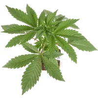 Triple Mints XXL feminisierte Cannabispflanzen, 1 Samenpflanze