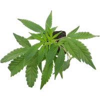 Banana Kush Cake Feminisierte Cannabispflanzen, 1 Steckling