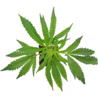 Purple Cookie Kush Feminisierte Cannabispflanzen, 1 Steckling