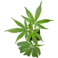 Honey Melon Kush Feminisierte Cannabispflanzen, 1 Steckling