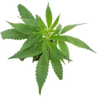 Double Kush Cake Feminisierte Cannabis-Pflanzen, 1 Steckling