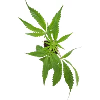 Screwdriver OG Feminisierte Cannabispflanzen, 1 Steckling