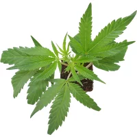 Blue Skunk Feminisierte Cannabispflanzen, 1 Steckling