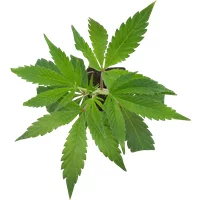 Sunset Peach Feminisierte Cannabispflanzen, 1 Steckling