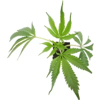 Sweet Berry Breeze Feminisierte Cannabispflanzen von White Label, 1 Steckling