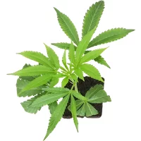 Apples and Bananas x SBSE Feminisierte Cannabis-Pflanzen, 1 Steckling