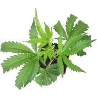 Cereal Milk Feminisierte Cannabis-Pflanzen, 1 Steckling