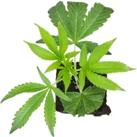 RS-11 Feminisierte Cannabis-Pflanzen, 1 Steckling