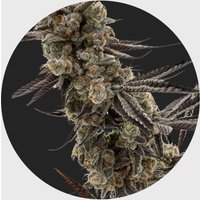 Cali Genetics GMO Rootbeer 33% THC 🌱 fast flowering