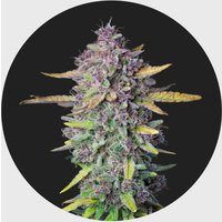 Cali Genetics Purple Milkshake 32,6% THC 🌱