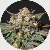 Cali Genetics Chocolate Mint OG 21,3% THC 🌱 auto flowering