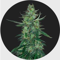 Amsterdams Finest White Widow 22,5% THC 🌱 auto flowering