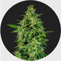 Cali Genetics OG Kush 23% THC 🌱 full season