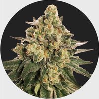 Cali Genetics MAC 20% THC 🌱 auto flowering