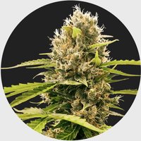 Legendary Cali Genetics Seeds Cream Mandarine 18% THC 🌱 auto flowering