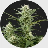 Amsterdams Finest Amnesia Haze 22% THC 🌱 full season