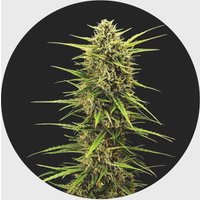 Legendary Cali Genetics Seeds Rainbow Apples 25% THC 🌱 full season