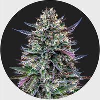 Legendary Cali Genetics Seeds Pinky420 32% THC 🌱 auto flowering
